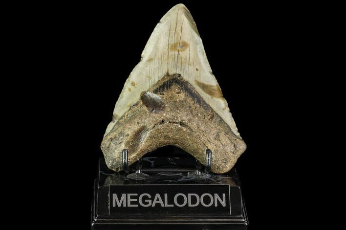 Bargain, Fossil Megalodon Tooth - North Carolina #109738